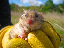 Wildlife-control.jpg