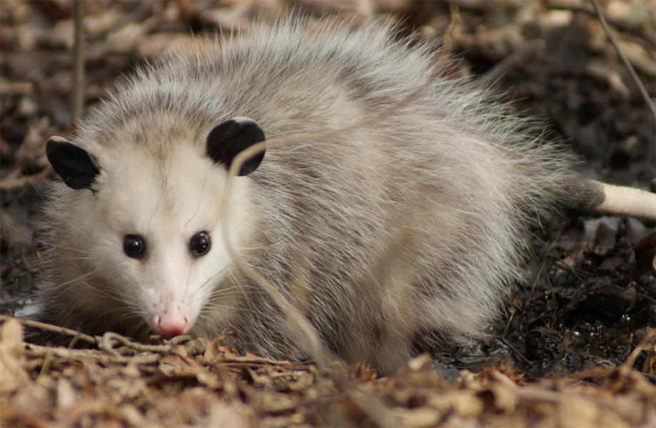 Opossum.jpg