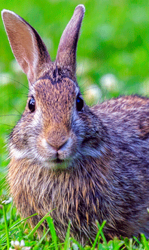 Cottontail rabbit