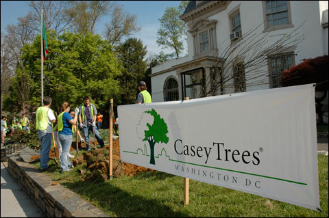 Case Study - Casey Trees | ddoe