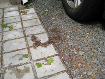 Pervious pavers added near downspout