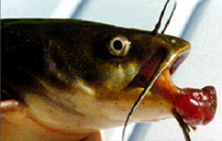 Coal Tar fish
