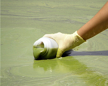 Cyanobacteria bloom causing thick, green, discolored water.  Photo Credit: Nara Souza, USGS