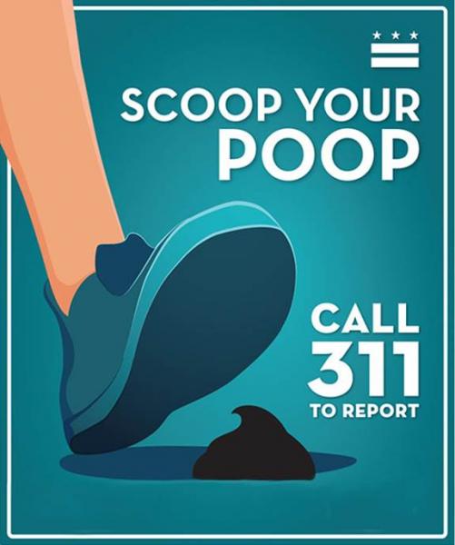 can you get sick from picking up dog poop