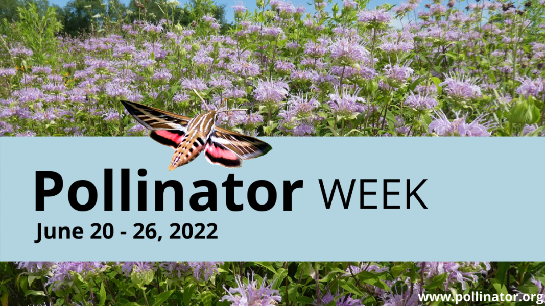 Pollinators in the District