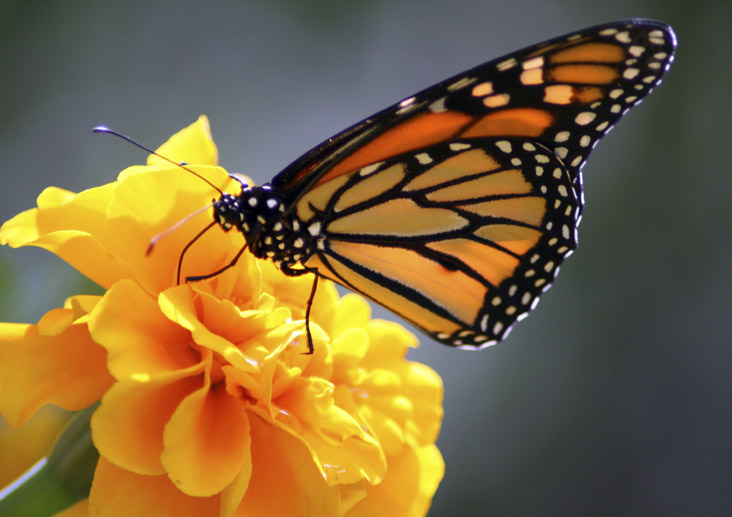 monarche flower.jpg