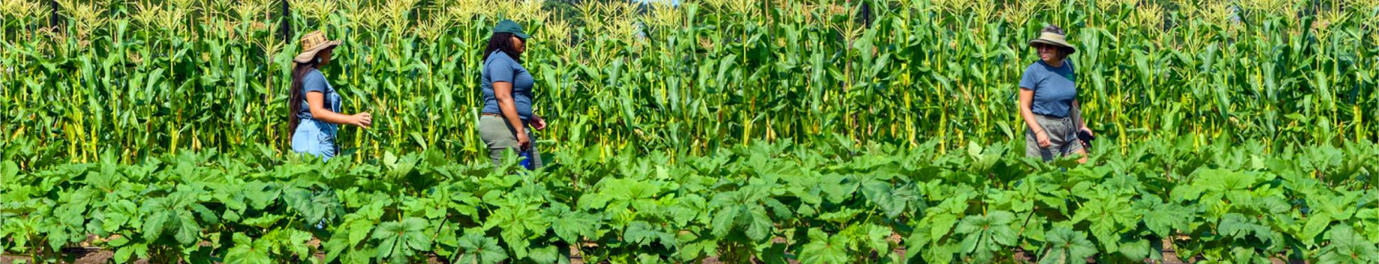 urban Agriculture