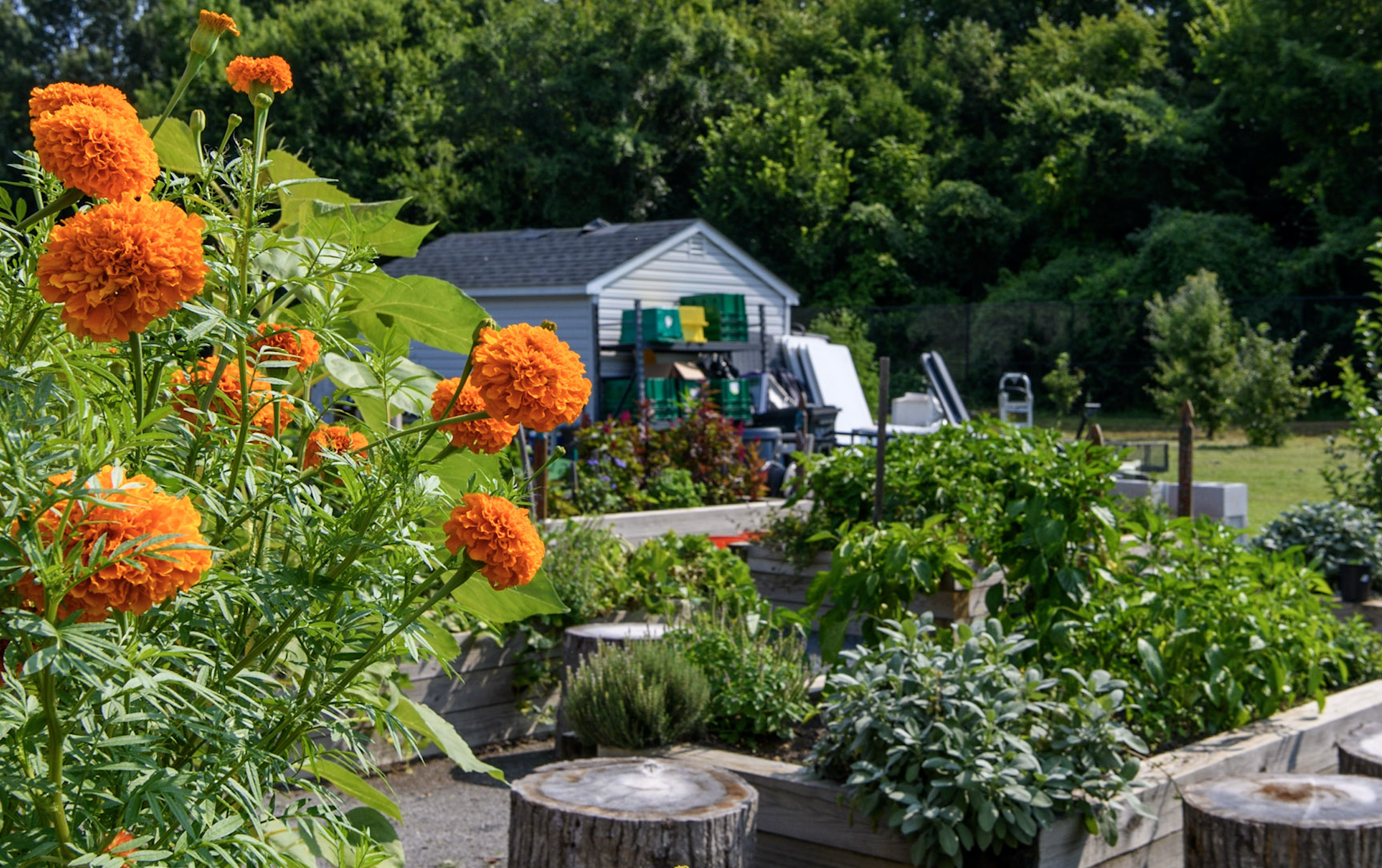 Urban Agriculture Education & Volunteer