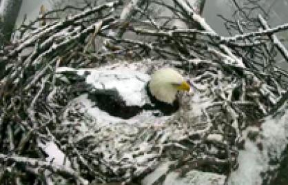 Eagle Nest in the District