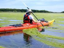 Nuisance level filamentous algae bloom occurring on a river. Photo Credit: USGS