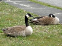 Photo of Canada Geese