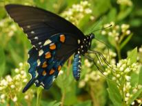 Native Plants