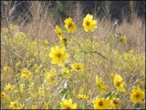 Habitat Restoration Photo of wildflowers in field